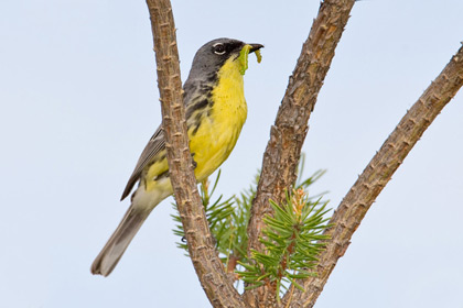 Kirtland's Warbler Image @ Kiwifoto.com