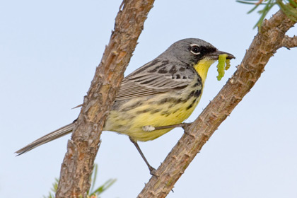 Kirtland's Warbler Image @ Kiwifoto.com