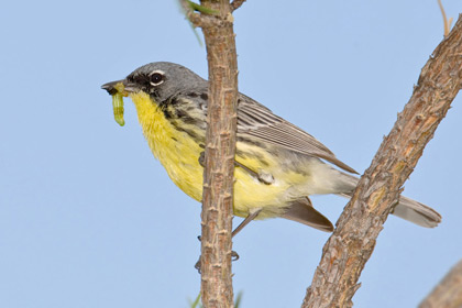 Kirtland's Warbler Photo @ Kiwifoto.com