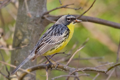 Kirtland's Warbler Picture @ Kiwifoto.com