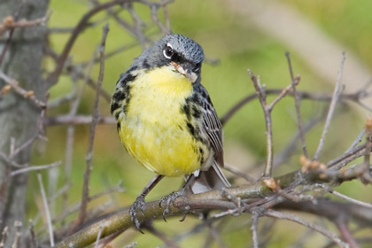 Kirtland's Warbler Picture @ Kiwifoto.com