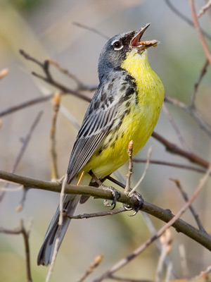 Kirtland's Warbler