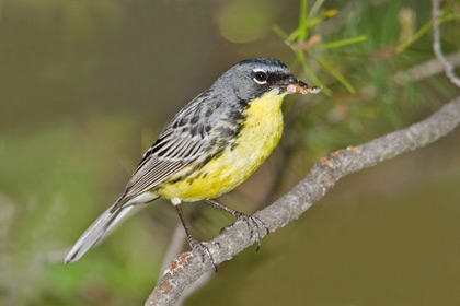 Kirtland's Warbler Image @ Kiwifoto.com