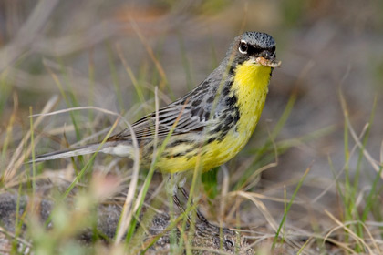 Kirtland's Warbler Image @ Kiwifoto.com