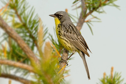 Kirtland's Warbler