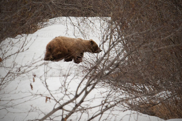 Kodiak Bear Picture @ Kiwifoto.com