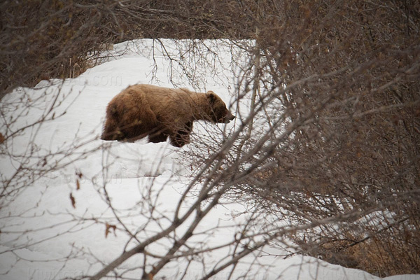 Kodiak Bear