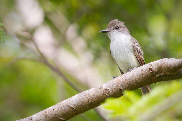 La Sagra's Flycatcher Photo @ Kiwifoto.com