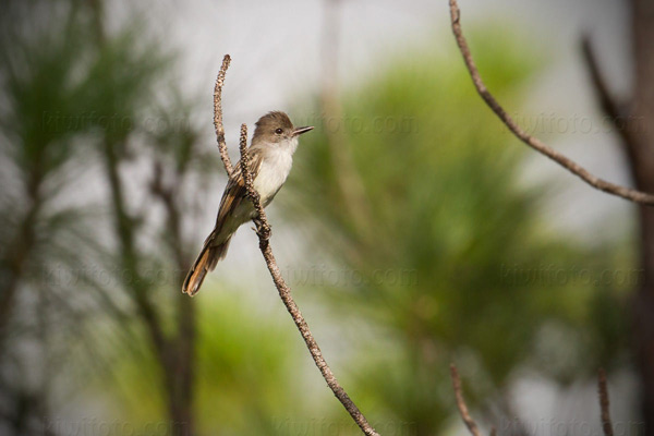 La Sagra's Flycatcher Photo @ Kiwifoto.com