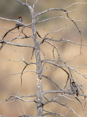 Ladder-backed Woodpecker (Male top left, Female bottom right)
