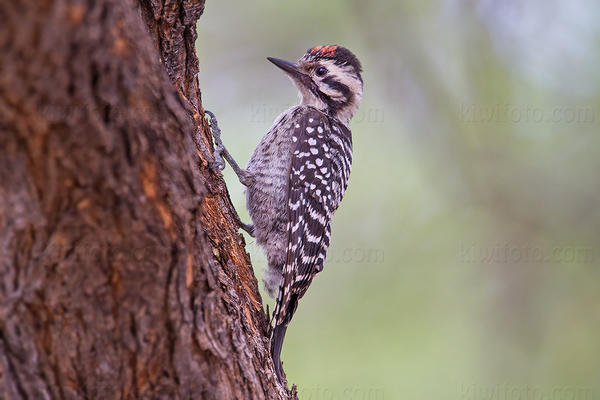 Ladder-backed Woodpecker