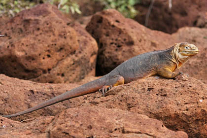 Land Iguana Picture @ Kiwifoto.com