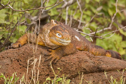 Land Iguana Picture @ Kiwifoto.com