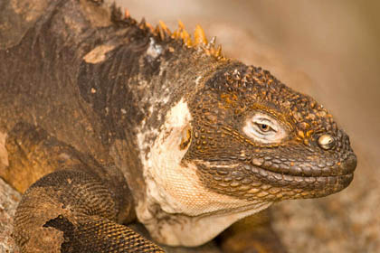 Land Iguana Image @ Kiwifoto.com