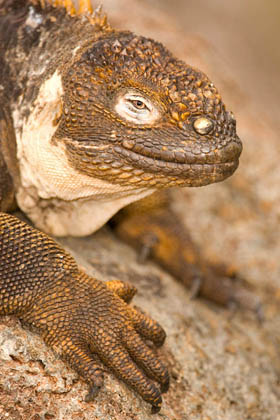 Land Iguana Image @ Kiwifoto.com