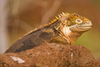 Land Iguana Image @ Kiwifoto.com