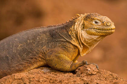 Land Iguana Picture @ Kiwifoto.com