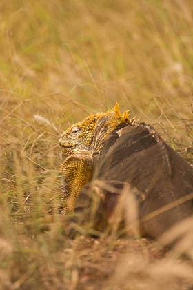 Land Iguana Photo @ Kiwifoto.com