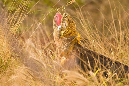 Land Iguana Picture @ Kiwifoto.com