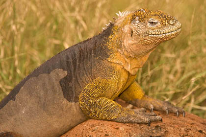 Land Iguana Picture @ Kiwifoto.com