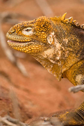 Land Iguana Image @ Kiwifoto.com