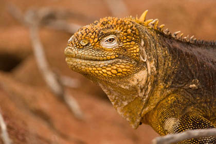 Land Iguana Image @ Kiwifoto.com