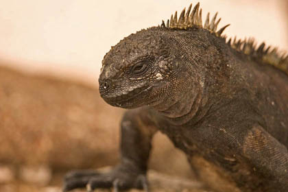 Land Iguana Picture @ Kiwifoto.com
