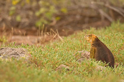 Land Iguana Photo @ Kiwifoto.com