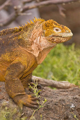 Land Iguana Image @ Kiwifoto.com