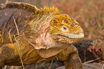 Land Iguana Image @ Kiwifoto.com