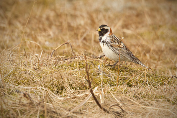 Lapland Longspur Photo @ Kiwifoto.com