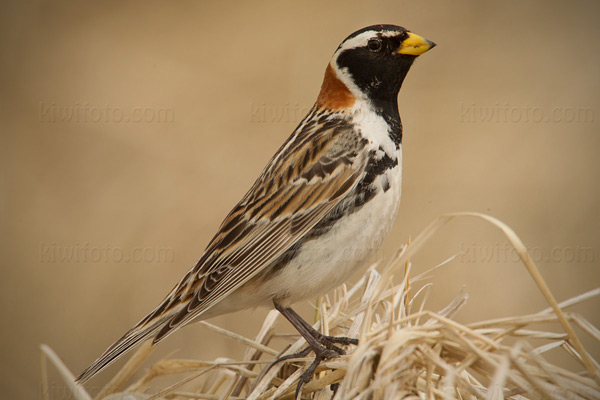 Lapland Longspur Image @ Kiwifoto.com