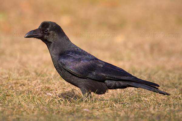 Large-billed Crow Image @ Kiwifoto.com