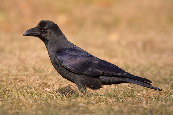 Large-billed Crow Photo @ Kiwifoto.com