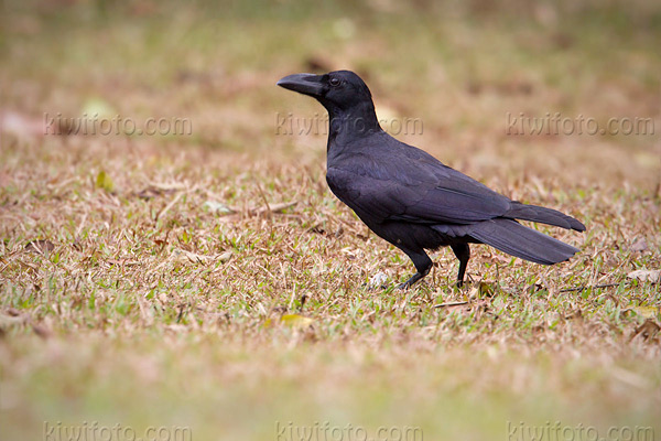 Large-billed Crow Picture @ Kiwifoto.com