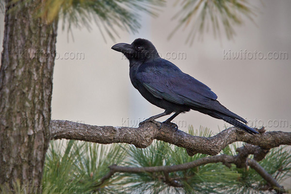 Large-billed Crow Image @ Kiwifoto.com