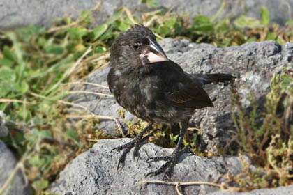 Large Cactus-Finch Photo @ Kiwifoto.com