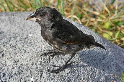 Large Cactus-Finch Image @ Kiwifoto.com