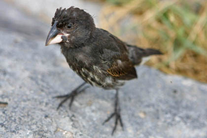 Large Cactus-Finch