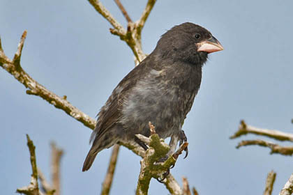 Large Cactus-Finch Photo @ Kiwifoto.com