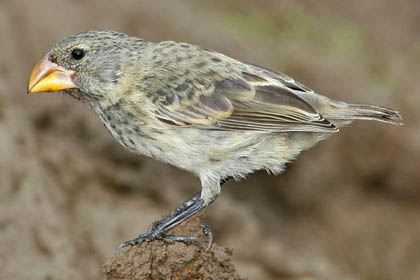Large Ground-finch Photo @ Kiwifoto.com