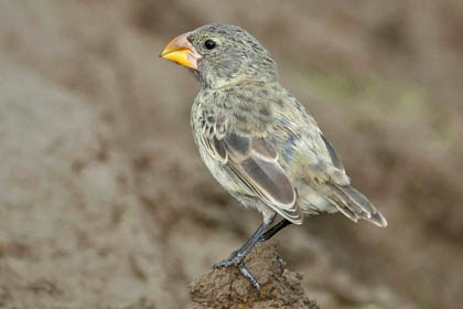 Large Ground-finch