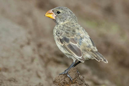 Large Ground-finch Image @ Kiwifoto.com