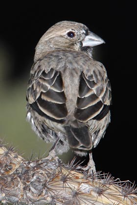 Lark Bunting Image @ Kiwifoto.com