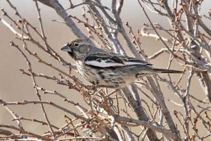 Lark Bunting Image @ Kiwifoto.com