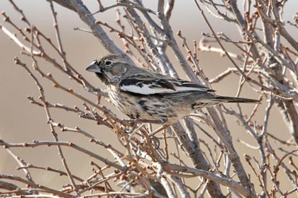 Lark Bunting Picture @ Kiwifoto.com