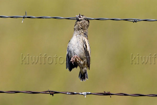 Lark Bunting (victim of a Loggerhead Shrike)