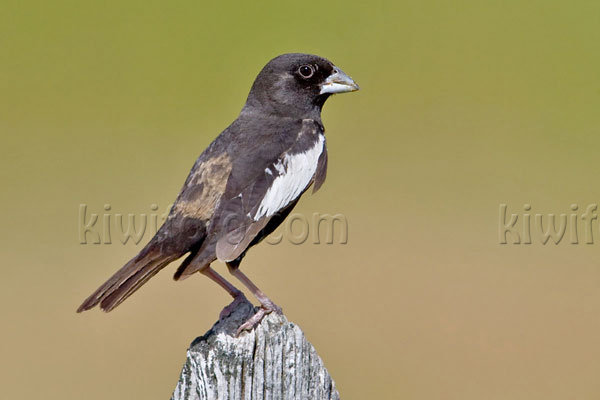 Lark Bunting Image @ Kiwifoto.com