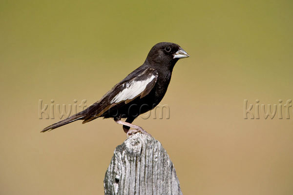 Lark Bunting Photo @ Kiwifoto.com