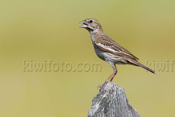 Lark Bunting (female)